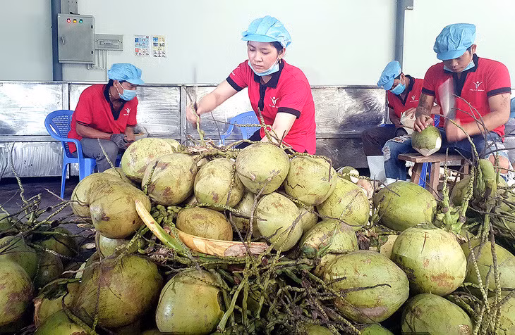 Sơ chế dừa trước khi xuất khẩu tại Công ty Vina T&amp;T Bến Tre - Ảnh: TRẦN MẠNH