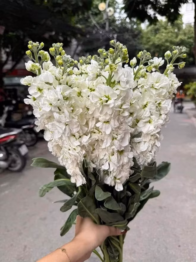 Hoa phi yến đang vào mùa. Ảnh: Mai Hoa