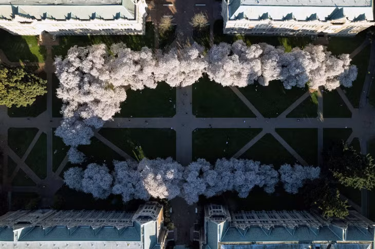Hàng cây anh đào được chụp từ trên cao trong khuôn viên Đại học Washington ở Seattle, Washington, Mỹ.