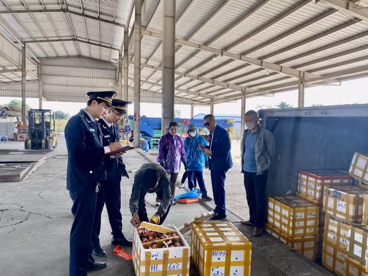 Công chức Chi cục Hải quan cửa khẩu Móng Cái kiểm tra hàng hóa nhập khẩu tại bãi kiểm hóa Cửa khẩu cầu Bắc Luân II.