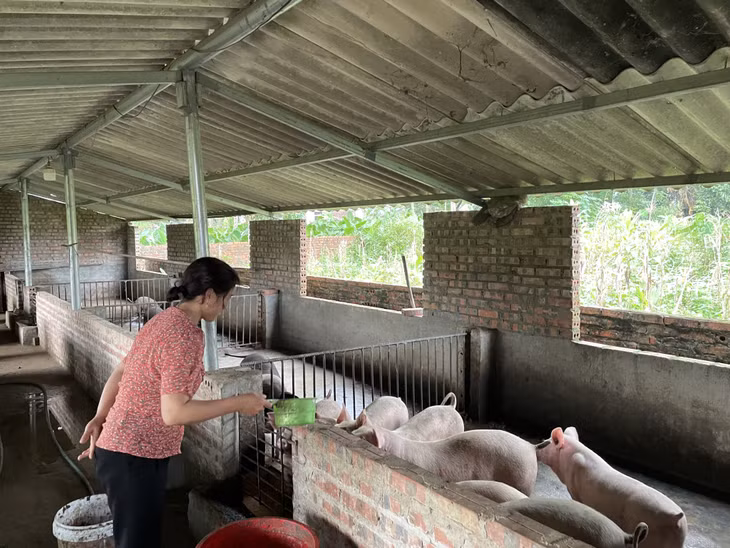 Nhờ sự kết nối của Hội LHPN xã, chị Nguyễn Thị Sĩ (thôn 4, xã Quảng Sơn, huyện Hải Hà) đã nhận được sự hỗ trợ 4 triệu đồng của Đồn Biên phòng Quảng Đức để di dời vị trí chuồng lợn ra xa nhà khoảng 30 mét.