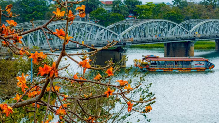 Hoa gạo khoe sắc bên cầu Trường Tiền – cây cầu đầu tiên bắc qua sông Hương tại thành phố Huế. Ảnh: Hoàng Lê