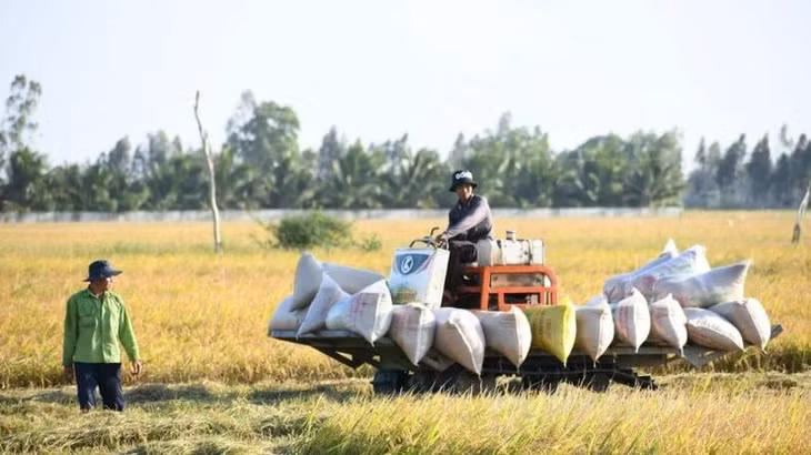 Tại Kiên Giang, năng suất lúa đạt 8-9 tấn/ha.