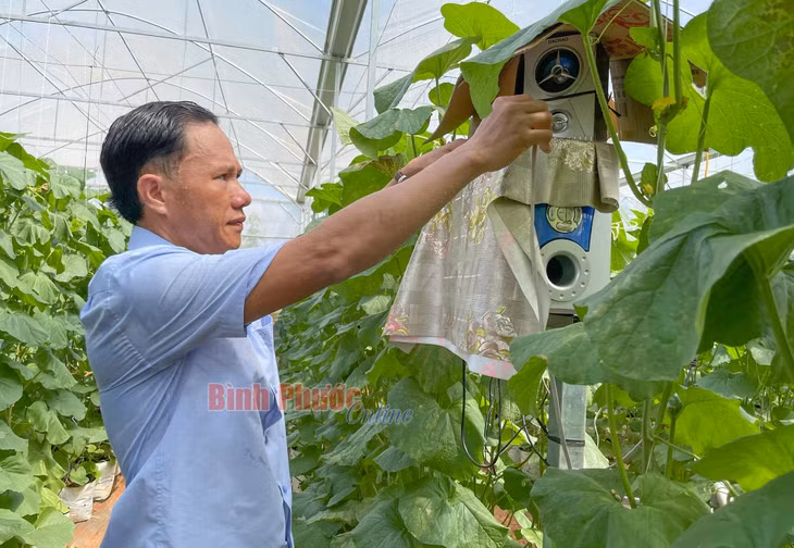 Vườn dưa lưới của anh Lê Biện ở thôn Phú Tân, xã Phú Riềng, huyện Phú Riềng được trồng theo công nghệ tiên tiến của Israel nhưng mọi quy trình tưới nước, bón phân đều được anh cải tiến để phù hợp với điều kiện địa phương