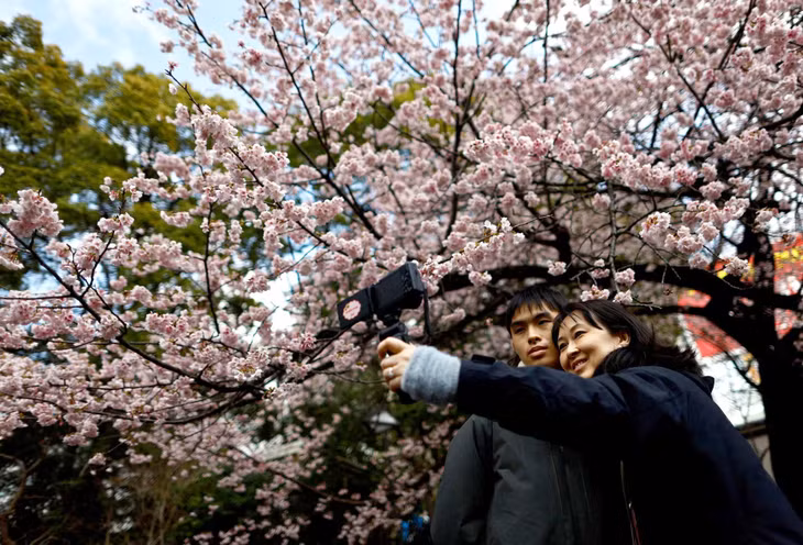 Du khách chụp ảnh dưới tán hoa anh đào Ookanzakura nở sớm tại Công viên Ueno ở Tokyo, Nhật Bản.