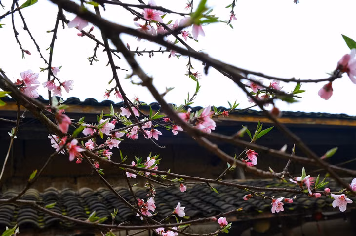 Hoa đào ở Hà Giang là loại hoa đơn 5 cánh, màu hồng nhạt, nhìn gần mới thấy rõ vẻ đẹp của hoa.