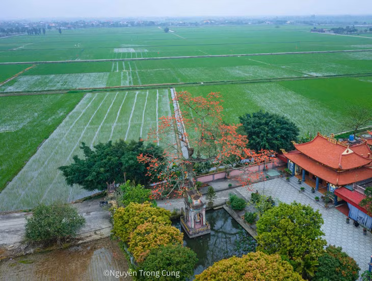 Cây hoa gạo nở đỏ rực một góc sân, trong khung cảnh chùa chiền và đồng ruộng. Anh Cung cảm nhận được sự thanh tịnh, yên tĩnh nơi cửa Phật. Ảnh: Nguyễn Trọng Cung