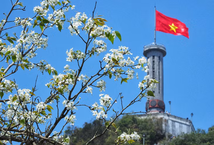 Tháng giêng, hoa mận, hoa đào, hoa gạo bung nở rực rỡ khắp các huyện ở Hà Giang. Hiện, hoa đã nở rộ được khoảng một tuần và đang vào giai đoạn đẹp nhất, thu hút nhiều khách du lịch và các nhiếp ảnh gia.Trong ảnh là hoa mận bung nở dưới chân cột cờ Lũng Cú.