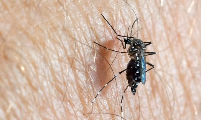 Muỗi vằn là vật trung gian truyền virus gây bệnh như Zika. Ảnh: ECDC