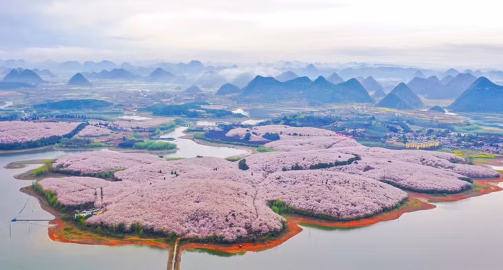 hoa anh dao no anh 7