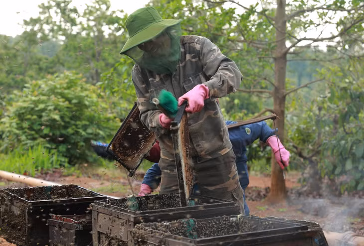 Những người gắn bó lâu năm với nghề nuôi ong cho rằng, việc nuôi ong không khó nhưng đòi hỏi phải yêu nghề, có tính kiên trì, tỷ mẩn và phải có vốn kiến thức nhất định về đặc tính sinh trưởng và phát triển của loài ong. Đồng thời hiểu được quy luật phát triển của các loài hoa để ong làm nên những giọt mật theo đúng mùa hoa.