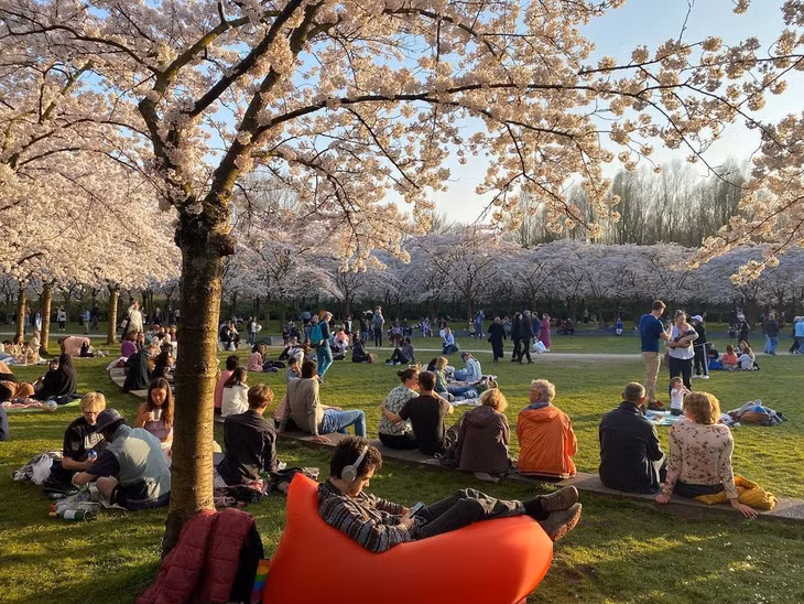 Công viên Kersenbloesempark ở Amstelveen trồng hơn 400 cây anh đào. Mỗi mùa xuân, đặc biệt vào tháng 3, 4 nơi đây thu hút hàng nghìn du khách đến tham quan, tận hưởng không gian "Nhật Bản giữa lòng Hà Lan". Ảnh: Alexander Gurtovtsev