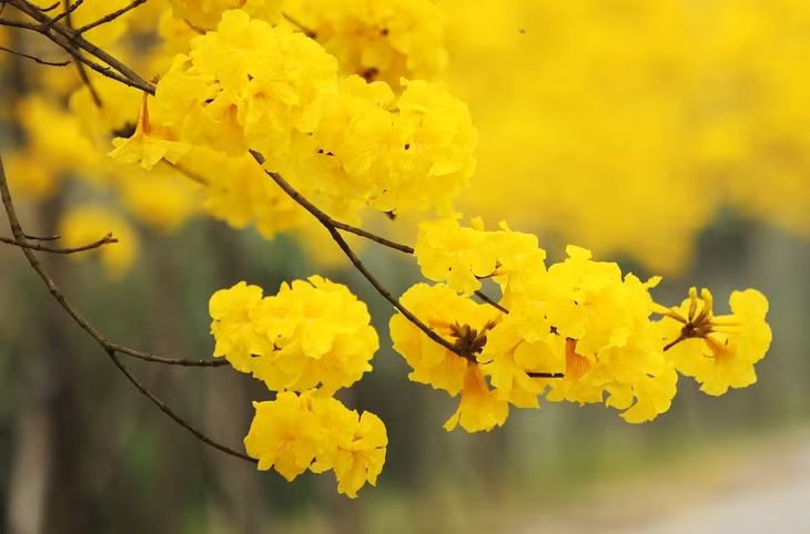 Vào mùa khô cây rụng hết lá và bung nở tỏa sắc vàng rực rỡ. Bông hoa có kích thước lớn nở thành chùm, hình dáng giống chiếc chuông.