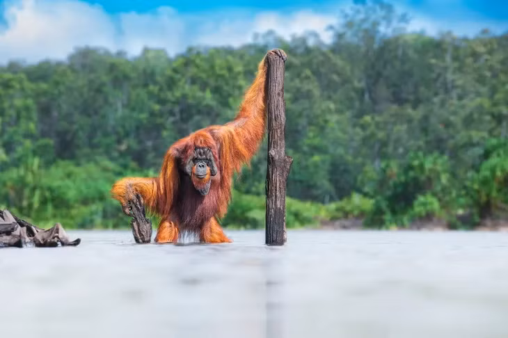 Một con đười ươi trên đảo Borneo. Giải vàng ở hạng mục “Động vật trong môi trường sống của chúng”. (Ảnh: Thomas Vijayan)