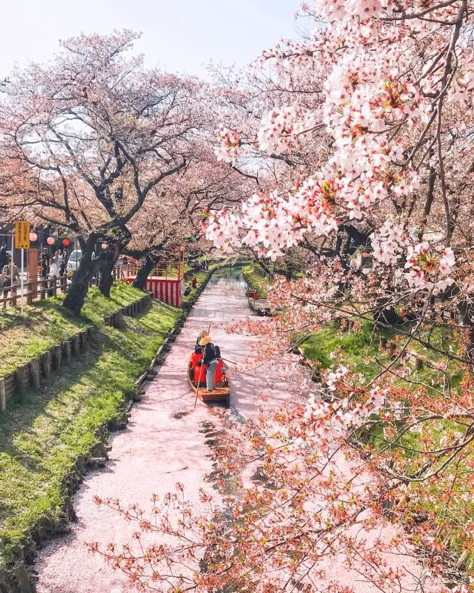 Cuối tháng 3, sự kiện ngắm hoa bằng thuyền "Koedo Kawagoe Haru-no-shuyu" được tổ chức trên sông. Ảnh: @sitwsit/Instagram