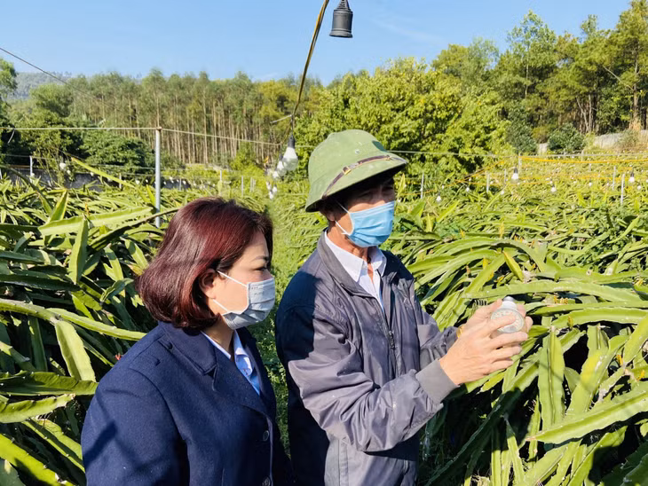 Cán bộ Chi cục Trồng trọt và Bảo vệ thực vật (Sở NN&amp;PTNT) kiểm tra việc áp dụng đèn chiếu sáng để kích thích cây thanh long ra trái vụ tại nhà ông Đoàn Quang Ngọc (phường Phương Đông, TP Uông Bí).
