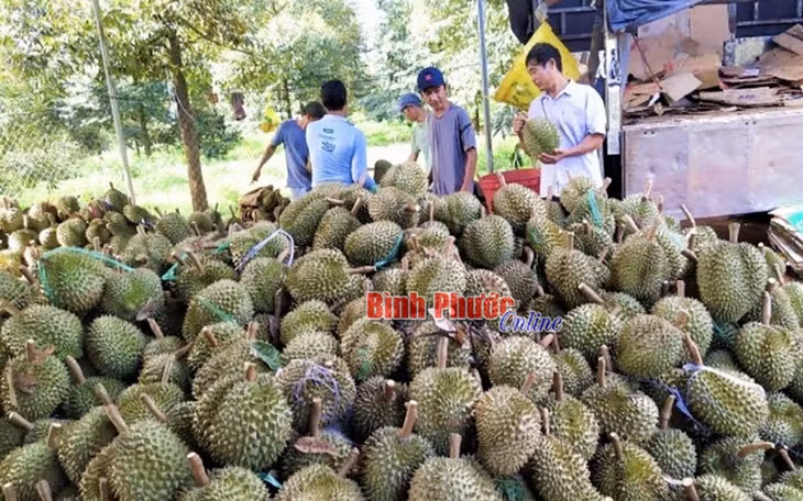 Với sản phẩm hữu cơ chất lượng, tổ hợp tác trồng sầu riêng hữu cơ Minh Tâm, huyện Hớn Quản đã hợp đồng tiêu thụ sản phẩm với giá cao hơn thị trường 10%