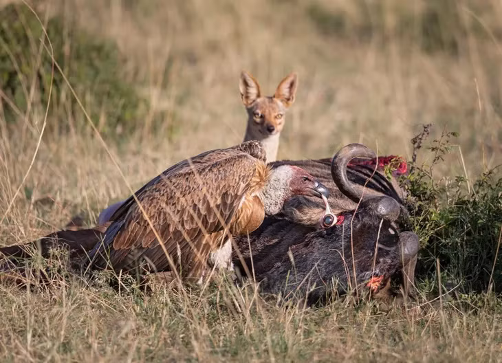 Một con kền kền và một con cáo ăn thịt linh dương đầu bò, Masai Mara, Kenya. Giải vàng ở hạng mục “Hành vi - Chim”. (Ảnh: Ashok Behera)