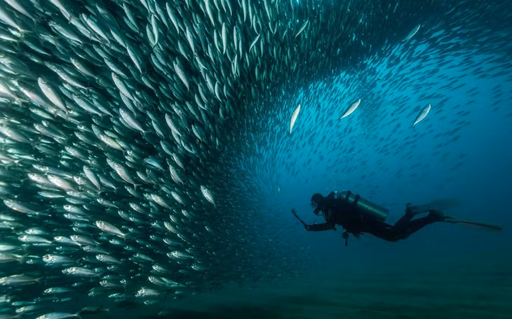 Thợ lặn biển với đàn cá thu ở Cabo San Lucas, Baja California Sur, Mexico. Giải bạc ở hạng mục “Con người và thiên nhiên”. (Ảnh: Mike Eyett)