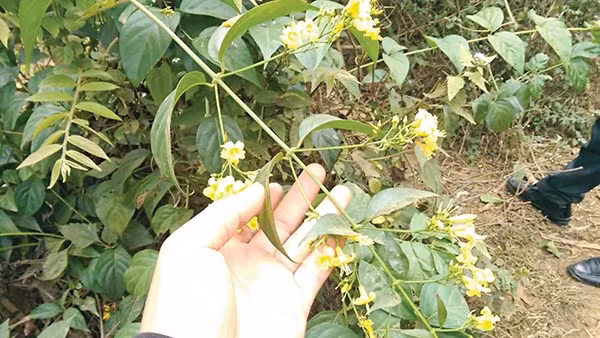 Bac Kan: Mot nguoi tu vong, 4 nguoi ngo doc nang do an nham la ngon ​ hinh anh 1