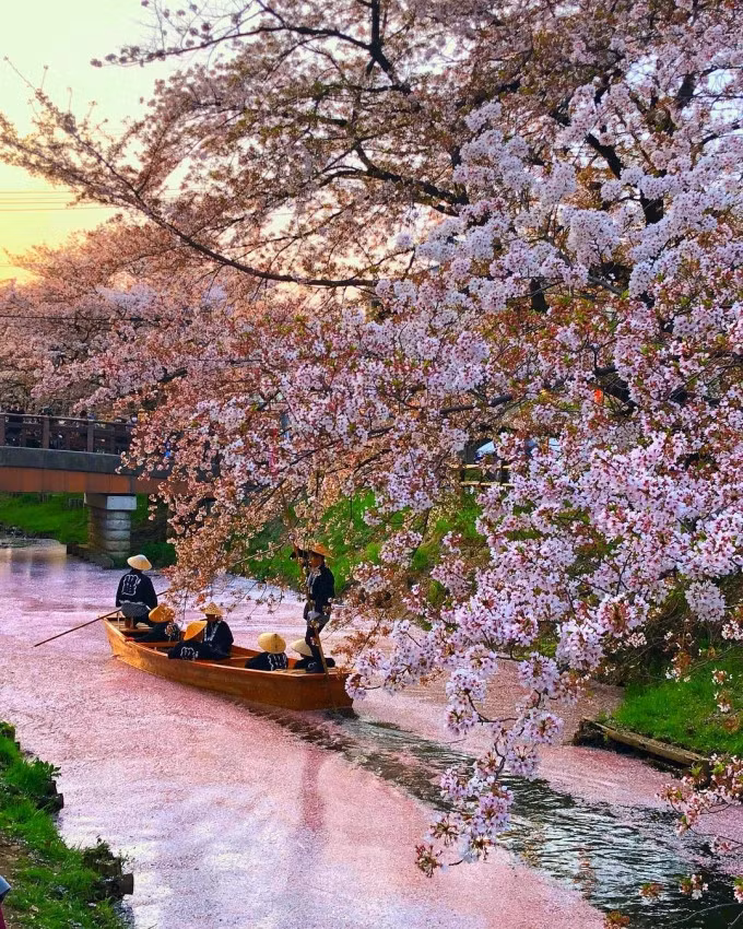 Trải nghiệm hút khách ở con sông này là ngồi thuyền vãn cảnh. Khi gió thổi qua, những cánh hoa rơi xuống tạo thành một tấm thảm hồng trôi theo dòng nước. Ảnh: @capkaieda/Instagram