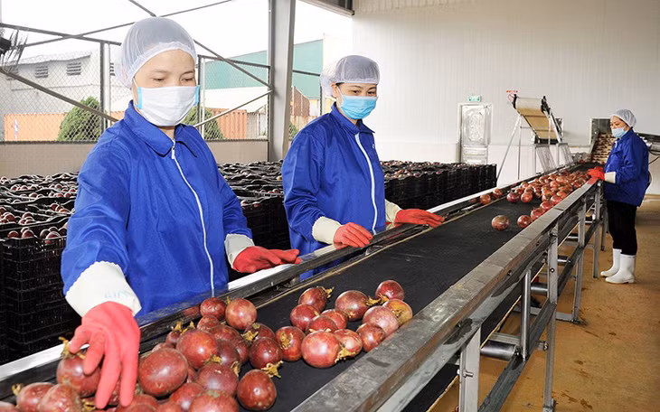 Chế biến chanh leo tại Công ty cổ phần Thực phẩm xuất khẩu Đồng Giao. (Ảnh HẢI HIẾU)