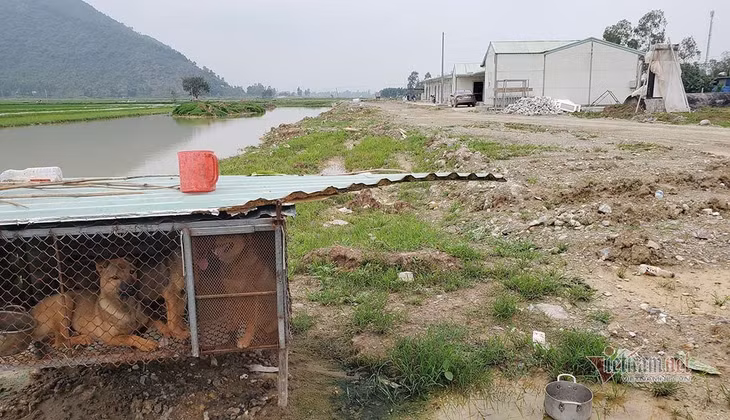 Công nhân rảnh rỗi nuôi cả gia súc trên công trường. Ảnh: Quốc Huy