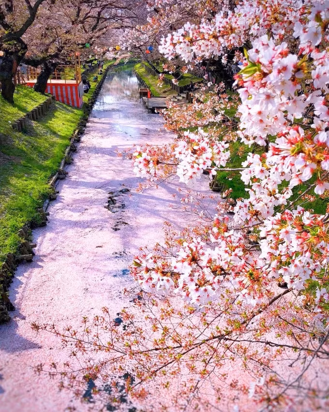 Tại thành phố Kawagoe thuộc tỉnh Saitama, nơi còn nhiều dấu ấn của những con phố cổ, hoa anh đào thường bung nở vào khoảng cuối tháng 3 đến đầu tháng 4. Sông Shingashi sau đền Kawagoe Hikawa được coi là một trong những điểm ngắm hoa anh đào đẹp nhất thành phố này. Có khoảng 300 cây anh đào được trồng dọc khoảng 200 m bên bờ sông Shingashi. Ảnh: @capkaieda/Instagram