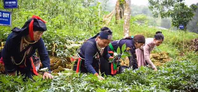 Hỗ trợ phát triển vùng trồng dược liệu quý