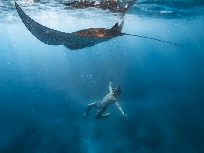 Điểm đến đứng vị trí thứ nhất là vịnh Manta ở đảo Nusa Penida, Bali, Philippines. Du khách có thể trải nghiệm lặn biển ngắm cá đuối. Những con cá đuối săn mồi gần mặt nước nhờ các dòng hải lưu dồi dào sinh vật phù du. Tour lặn ống thở một ngày xuất phát từ Bali có giá từ 70 USD, đã bao gồm dịch vụ đưa đón, bữa trưa, nước ngọt và thiết bị lặn. Ảnh: Journey Era