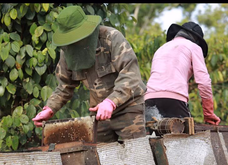 Những thùng ong được đặt khéo léo dưới những tán cây. Để tránh bị ong đốt, những người nuôi ong phải mặc quần áo, mũ bảo hộ rồi nhẹ nhàng kiểm tra những cầu ong để xem mật đã đến độ già có thể thu hoạch chưa. Mỗi thùng thường có từ 7 - 10 cầu ong.