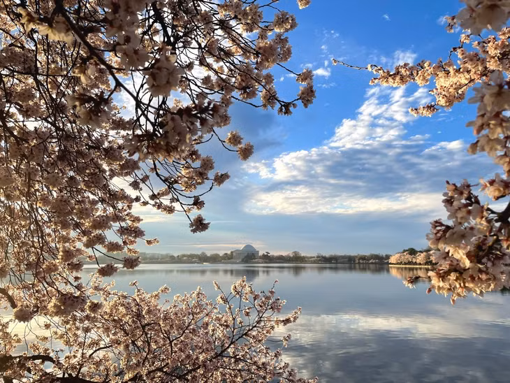 Hoa anh đào nở rộ ở thủ đô Washington, Mỹ, thu hút hàng nghìn du khách, người dân tới tham quan. Trong đó, khu vực hồ Tidal Basin hấp dẫn nhiều du khách nhất vì có hơn 3.000 cây anh đào do Nhật Bản tặng Mỹ năm 1912. Ảnh: National Park Service