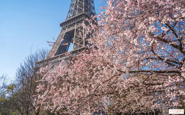 Hoa anh đào nở dưới chân tháp Eiffel ở Paris, Pháp ngày 23/3. Ảnh: My B/Sortiraparis