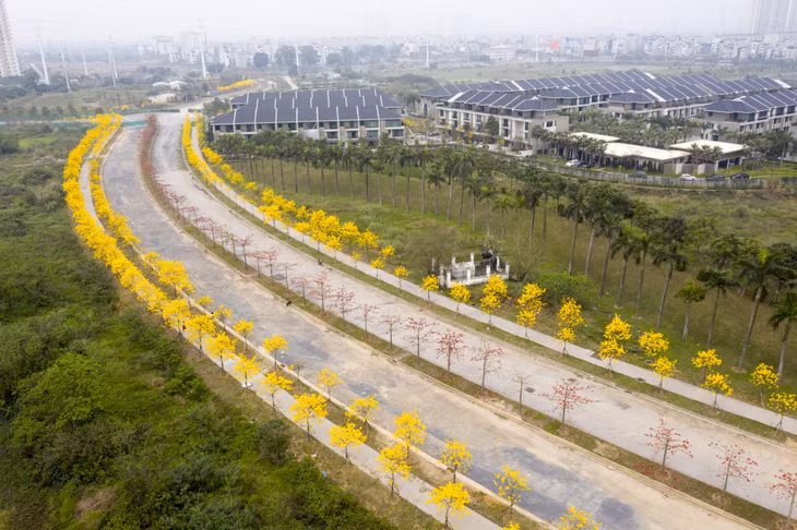 Cung đường này dài khoảng 300 - 400 m chỉ trồng hai loại cây ra hoa cùng vào tháng 3 nên khi nhìn từ trên cao rất nổi bật.