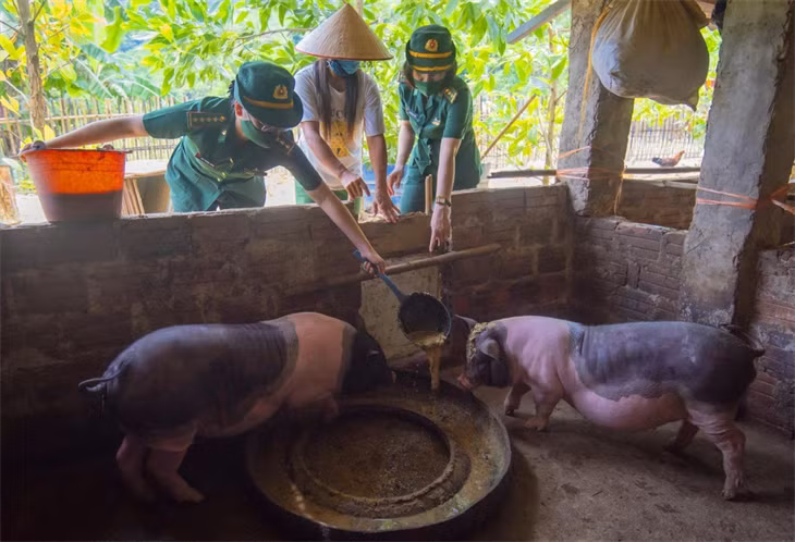 Mô hình nuôi lợn do BĐBP Quảng Ninh triển khai đã tạo sinh kế ổn định cho các gia đình phụ nữ nghèo nơi biên giới của huyện Bình Liêu. Ảnh: H. Phương (CTV)