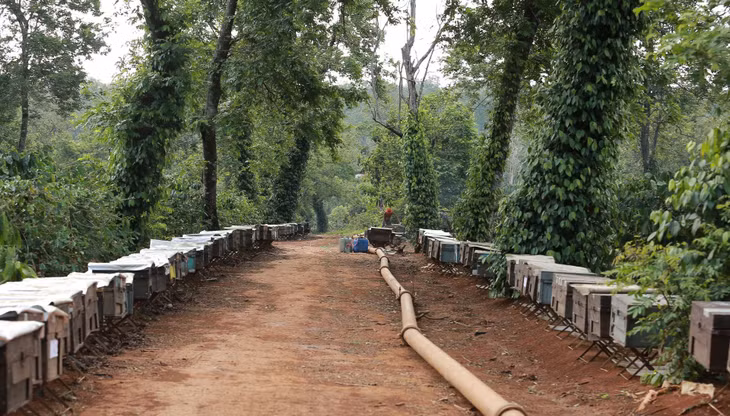 Từ giáp Tết Nguyên đán đến hết tháng Ba năm sau, những người làm nghề nuôi ong lấy mật tất tả đưa hàng ngàn đàn ong đến những rẫy cà phê hoặc những vùng đất có nhiều hoa dại ở mảnh đất Tây Nguyên để cho ong hút mật.