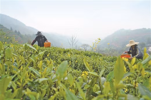 Công nhân hái chè trên vườn chè sinh thái giàu Selen Quỳ Phong, Quảng Tây.