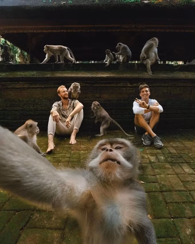 Rừng khỉ Ubud - điểm đến không thể bỏ lỡ của nhiều du khách đến Ubud, đảo Bali, Indonesia. Người địa phương xem nơi này như rừng thiêng, có ý nghĩa về mặt kinh tế, giáo dục, tín ngưỡng và sinh thái. Điểm tham quan thu vé người lớn với giá 5 USD. Ảnh: The Bali Guideline