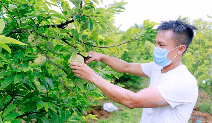 Ngoài thanh long và vải hiện toàn tỉnh vẫn không có thêm một vùng trồng trọt nào được cấp mã số vùng trồng. (Ảnh: Người dân Đông Triều thu hoạch na).