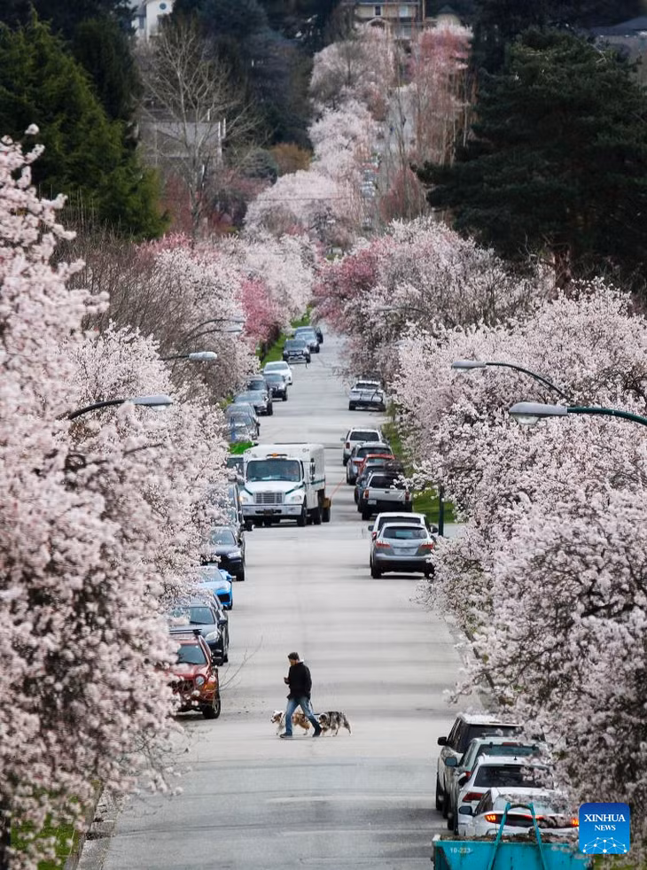 Hoa anh đào nở bung nhuộm hồng suốt chiều dài một con phố ở Vancouver, British Columbia, Canada vào ngày 24/3. Ước tính có hơn 43.000 cây anh đào được trồng ở trung tâm thành phố ấm áp nhất Canada này. Năm nay lễ hội hoa anh đào ở Vancouver sẽ diễn ra từ 1/4 đến 23/4 tạo cơ hội cho du khách và người dân địa phương tham gia các hoạt động văn hóa, nghệ thuật, picnic... Ảnh: Xinhua