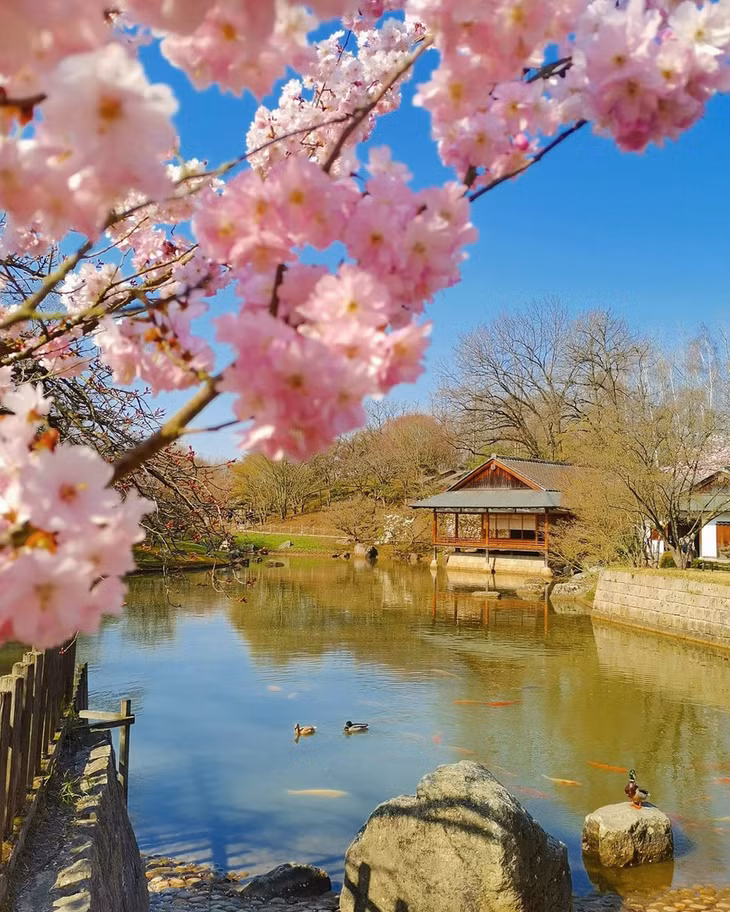 Những ngày cuối tháng 3, vườn Nhật Bản (Japanse Tuin) tại Hasselt, Bỉ vào mùa hoa đẹp nhất trong năm. Khuôn viên này là một món quà hữu nghị giữa thành phố Hasselt và thành phố Nhật Bản Itami, với những ao cá koi, thác nước nhỏ, hoa anh đào... Ngoài ngắm cảnh, du khách còn được thưởng trà, học cắm hoa kiểu Nhật... Ảnh: Szerző Mária