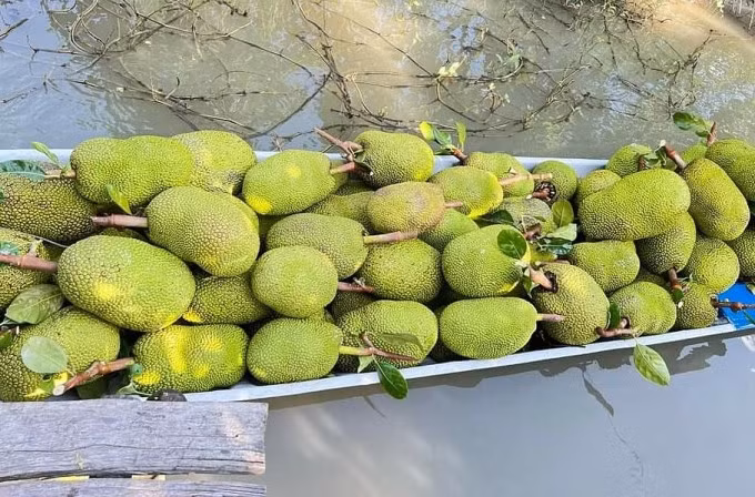 Mít Thái được thương lái thu mua và bán với giá rẻ. Ảnh: Dương Phong