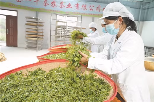 Chế biến chè tại một doanh nghiệp sản xuất chè địa phương huyện Hưng Nghiệp.