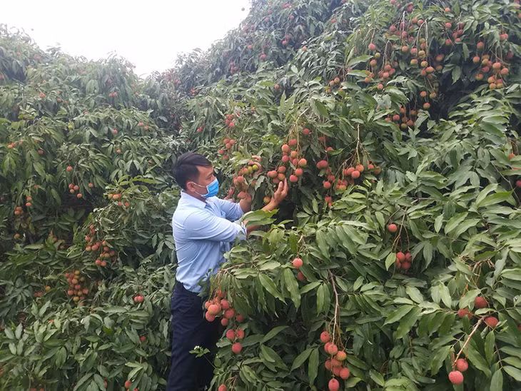 Vải chín sớm Phương Nam bị loại khỏi chương trình OCOP do thời vụ thu hoạch ngắn, không đảm bảo được tính hàng hóa.