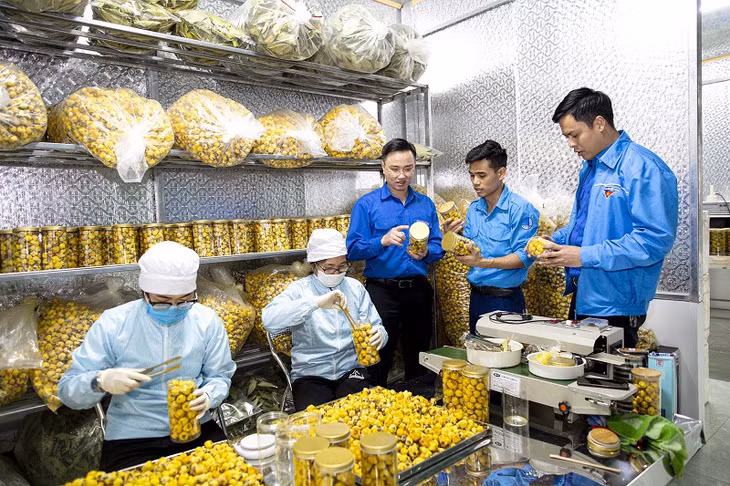 Lãnh đạo Tỉnh Đoàn Quảng Ninh thăm xưởng chế biến sản phẩm trà hoa vàng tại HTX Dược liệu trà hoa vàng Ba Chẽ.