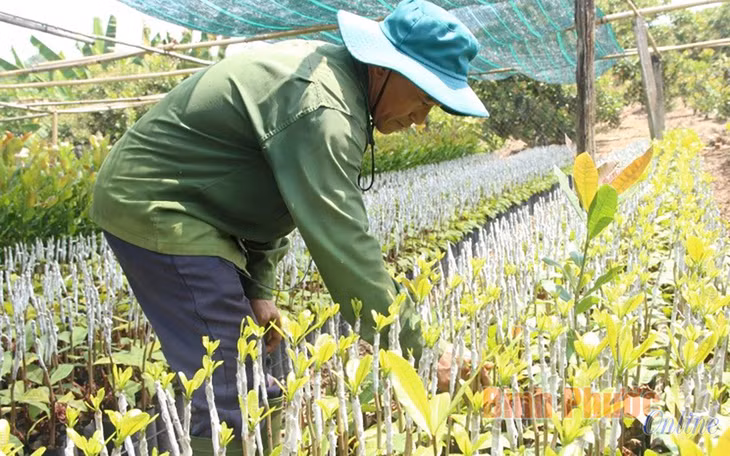 Nhà nông Phạm Văn Ánh, thôn 8, xã Long Bình, huyện Phú Riềng tự tuyển các cây điều năng suất cao trong vườn để ghép và giữ lại giống điều địa phương