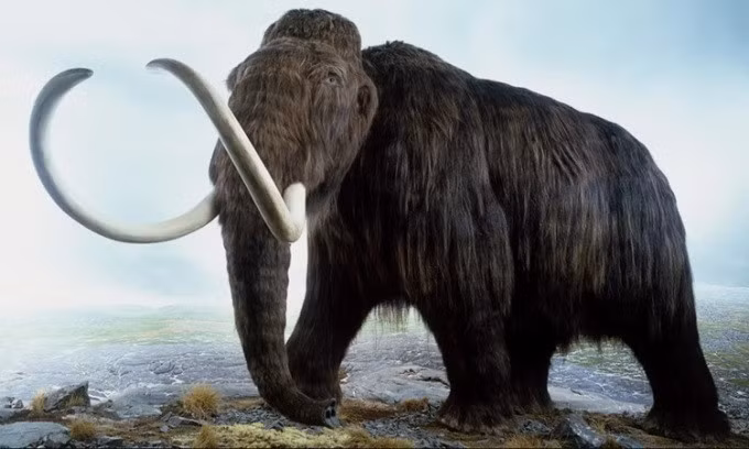 Voi ma mút lông xoăn tuyệt chủng phần lớn cách đây khoảng 10.000 năm. Ảnh: Guardian