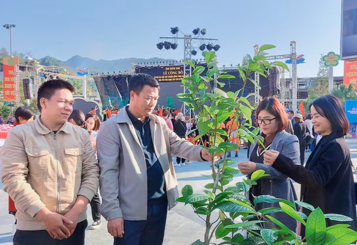 Du khách mua cây trà giống.