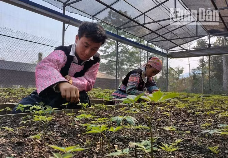 Sâm Ngọc Linh đã được trồng thành công bằng hạt tại Sơn La, với tỷ lệ nảy mầm đạt 100%.