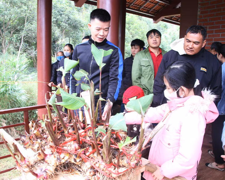 Các cụm dong riềng được trưng bày tại ngày hội.